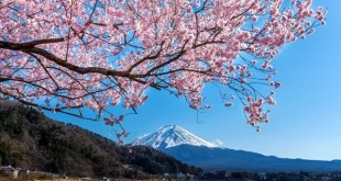 bunga sakura gunung fuji